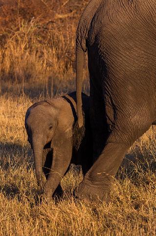 038 Botswana, Okavango Delta.jpg